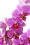 Blossoming orchid flower