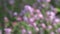 Blossoming oregano wild marjoram medical herbs. Blur focus, 4K