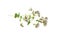 Blossoming oregano, wild marjoram, origanum vulgare, flowering plant isolated on white background