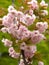 Blossoming Oriental cherry in the spring