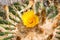 Blossoming Parodia cactus