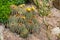 Blossoming Parodia cactuses