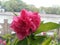 Blossoming Peach Flowers at Riverside of Grand Canal