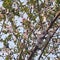 Blossoming peach flowers in spring season.