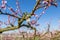 Blossoming peach trees treated with fungicides