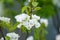 Blossoming pear flowers. Blooming spring garden. Close-up. Flowers. Beautiful view. Agriculture and agro-industry