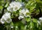 Blossoming of pear ordinary Pyrus communis L., close up