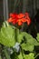 Blossoming Pelargonium, flowering houseplant