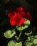 Blossoming Pelargonium, flowering houseplant, red