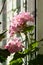 Blossoming Pelargonium, popular flowering houseplant