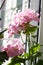 Blossoming Pelargonium, popular flowering houseplant