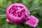 A blossoming peony flower with drops after the rain