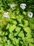 The blossoming perennial honest Lunaria rediviva L