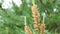 Blossoming pine cones with sprouts and lush foliage. Inflorescences and needles