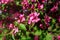 Blossoming pink apple tree. Ornamental malus or crab apple-tree in bloom. Spring background. Blossom time