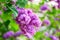 Blossoming pink flower background, natural wallpaper. Flowering lilac branch in spring garden