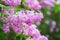 Blossoming pink flower background, natural wallpaper. Flowering lilac branch in spring garden