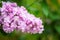 Blossoming pink flower background, natural wallpaper. Flowering lilac branch in spring garden