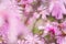 Blossoming pink flower background, natural wallpaper. Flowering rare magnolia stellata branch in spring garden