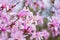 Blossoming pink flower background, natural wallpaper. Flowering rare magnolia stellata branch in spring garden