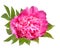 Blossoming pink flower of a peony