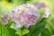 Blossoming pink hydrangea