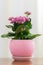 Blossoming Pink Kalanchoe in pot