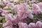 Blossoming pink lilac tree in spring -  cultivated Syringa in botanical garden