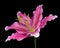 Blossoming Pink Lily Flower Isolated on Black