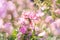 Blossoming pink phloxes