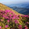 Blossoming pink rhododendron flowers on the high mountain slope. Outdoor travel background