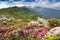 Blossoming pink rhododendron in the mountains, flowering valley