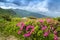 Blossoming pink rhododendron in the mountains, flowering valley