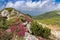 Blossoming pink rhododendron in the mountains, flowering valley