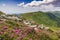 Blossoming pink rhododendron in the mountains, flowering valley