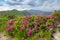 Blossoming pink rhododendron in the mountains, flowering valley on top of the ridge in Carpathian