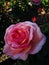 Blossoming pink rose under a garden shade