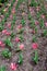 Blossoming pink and striped tulips on the flowerbed, covered with even rows