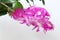 Blossoming pink to white coloured flowers of False Christmas Cactus, also called Christmas Cactus