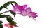 Blossoming pink to white coloured flowers of False Christmas Cactus, also called Christmas Cactus