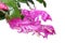 Blossoming pink to white coloured flowers of False Christmas Cactus, also called Christmas Cactus