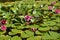 The blossoming pink water-lilies (Nymphaea L.), background