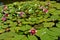The blossoming pink water-lilies (Nymphaea L.), background
