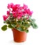 Blossoming plant of cyclamen