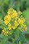 Blossoming plant Lysimachia vulgaris (garden loosestrife)