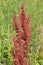 Blossoming plant Rumex confertus (horse sorrel)