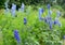 The blossoming plants of a delphinium high & x28;Delphinium elatum L.