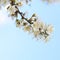 Blossoming plum branch on sky background