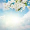 Blossoming Plum Flowers on sky background