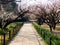 Blossoming plum trees